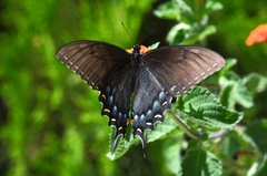 Papilio alexiares garcia