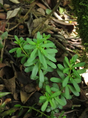 Peperomia microphylla