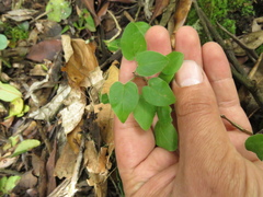 Salpichroa tristis