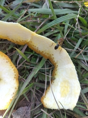 Formicidae
