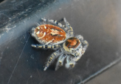 Phidippus comatus