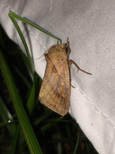Pickerelweed Borer Moth photo 4