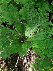 Selaginella pallescens