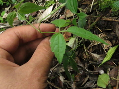 Clematis haenkeana