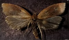 Sparganothis violaceana