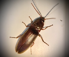Hemicrepidius nemnonius