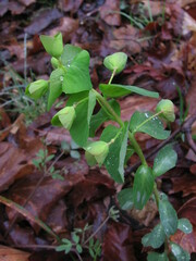 Euphorbia commutata
