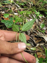Clematis haenkeana