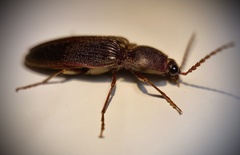 Hemicrepidius nemnonius