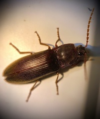 Hemicrepidius nemnonius