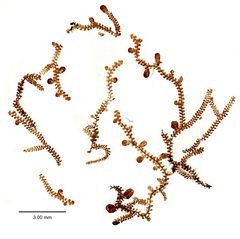 Frullania rostrata