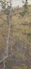 Vachellia campechiana