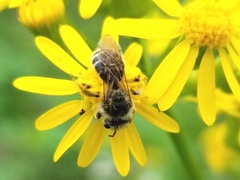 Andrena gardineri