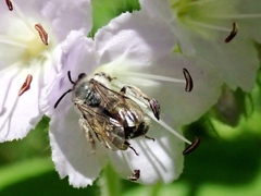 Andrena geranii