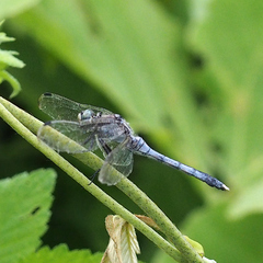 Orthetrum albistylum