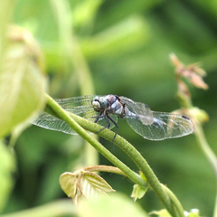 Orthetrum albistylum