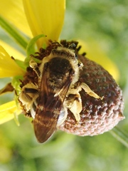 Andrena rudbeckiae