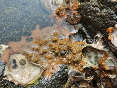 Halichondria japonica