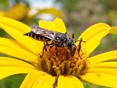 Coelioxys alternatus