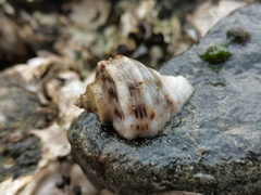 Rapana venosa
