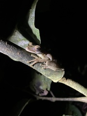 Osteocephalus verruciger