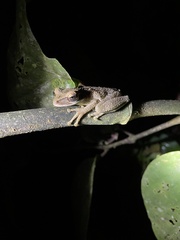 Osteocephalus verruciger