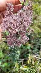 Valeriana microphylla