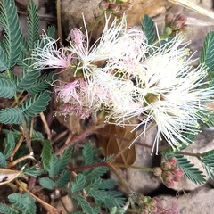 Calliandra eriophylla