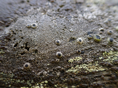 Pseudothelomma occidentale