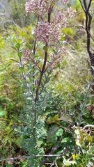 Valeriana microphylla