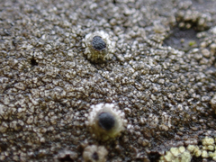 Pseudothelomma occidentale