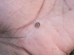 Agroiconota propinqua