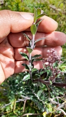 Valeriana microphylla