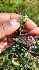 Valeriana microphylla