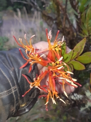 Tristerix longibracteatus