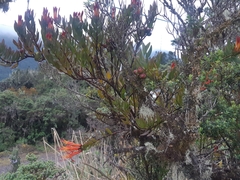 Tristerix longibracteatus