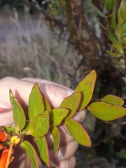 Tristerix longibracteatus