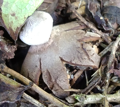Geastrum pectinatum