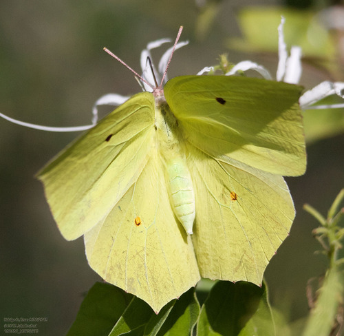 Yellow Angled-Sulphur photo 5