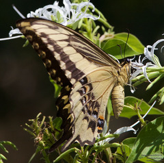 Heraclides ornythion