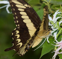 Heraclides ornythion