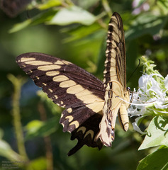 Heraclides ornythion