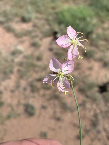 Trans-Pecos beeblossom (Oenothera arida)