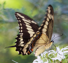 Heraclides ornythion