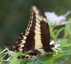 Heraclides ornythion