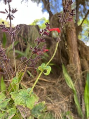 Salvia rufula