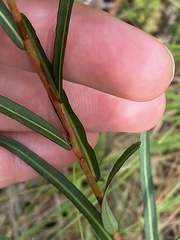 Ludwigia virgata