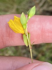 Ludwigia virgata