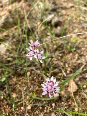 Wurmbea dioica