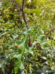 Solanum atropurpureum